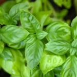 How to propagate basil