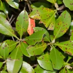 Leaf spot disease