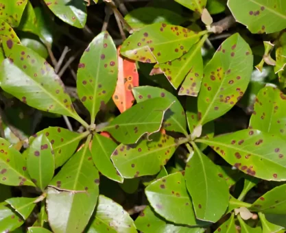 Leaf spot disease