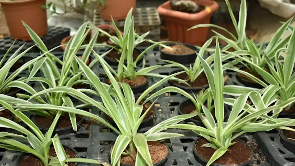 How To Grow Lemongrass