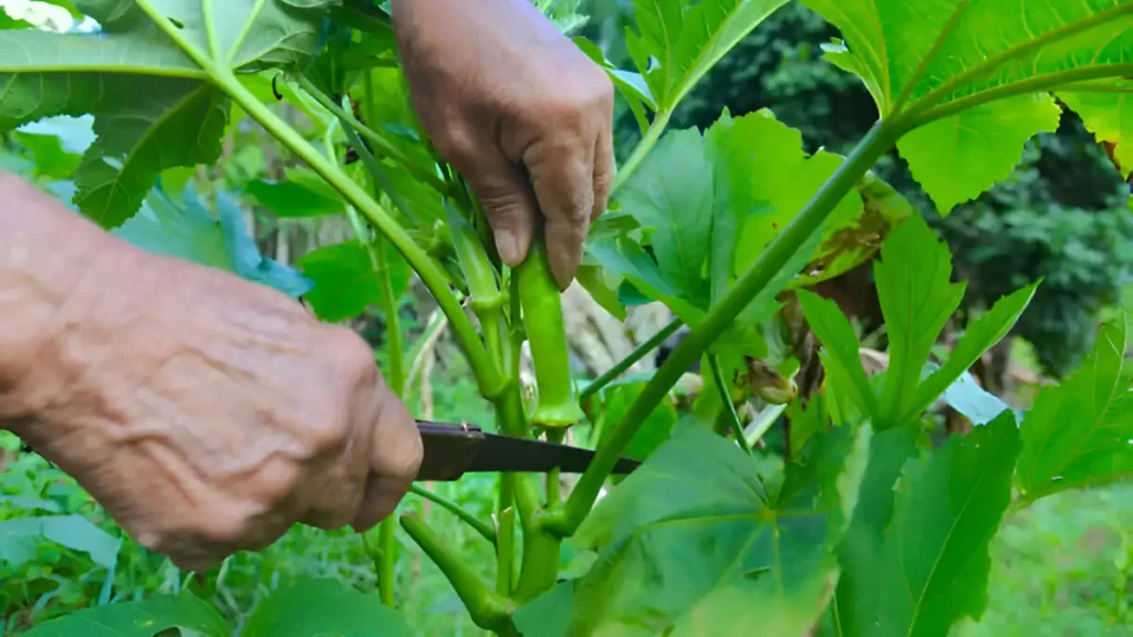Okra vegetable