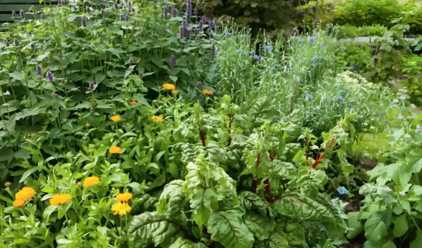 Perennial herbs