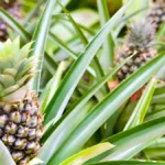 Pineapple plant