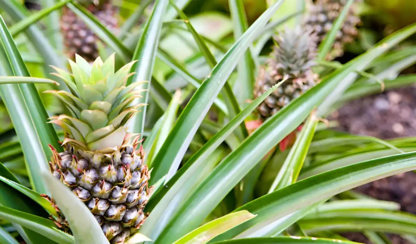 Pineapple plant