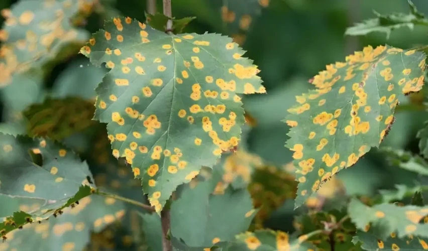 Rust disease on plants