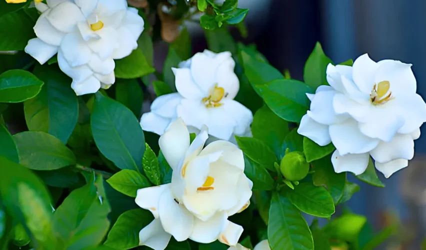 Types of gardenia
