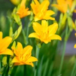 Types of lilies
