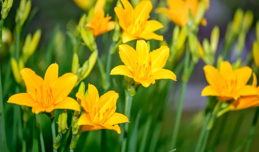 Types of lilies