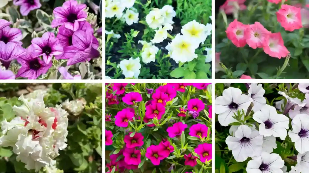 Types of petunias
