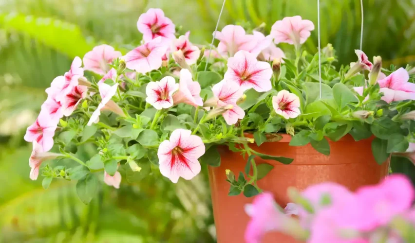 Types of petunias for hanging baskets