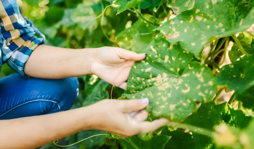 Vegetable garden diseases pictures