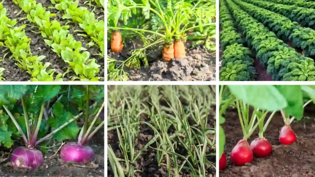 Vegetables to plant in September