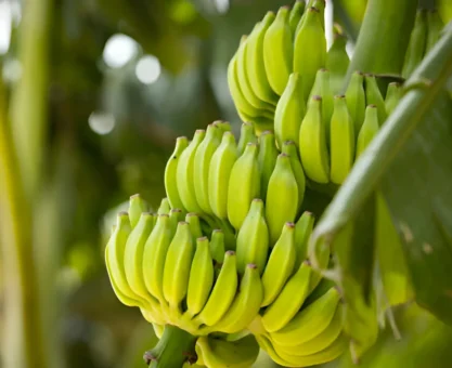 Banana