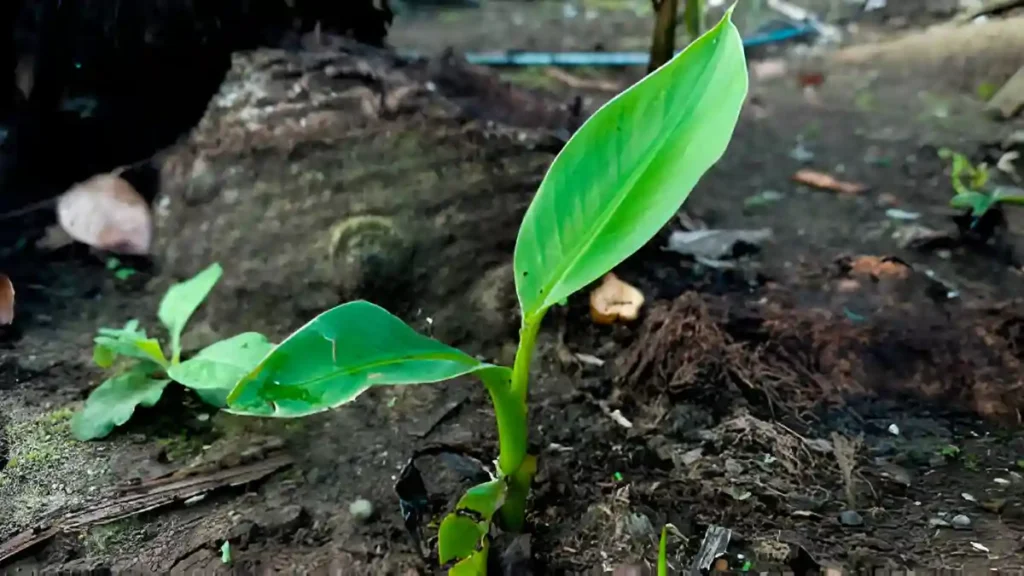Banana tree