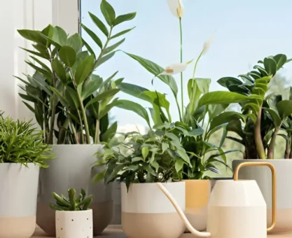 Indoor Plants