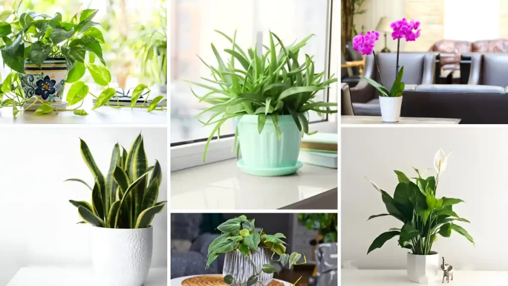 Indoor plants in Bangladesh