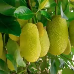 Jackfruit