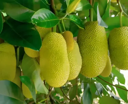 Jackfruit