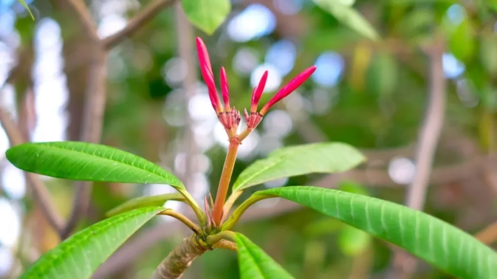 Kathgolap flower