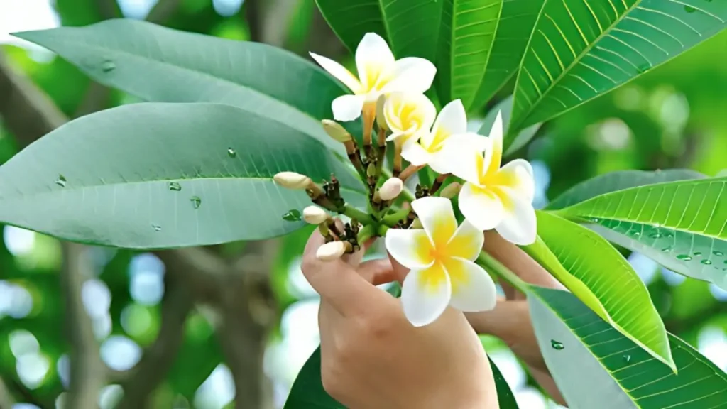 Plumeria