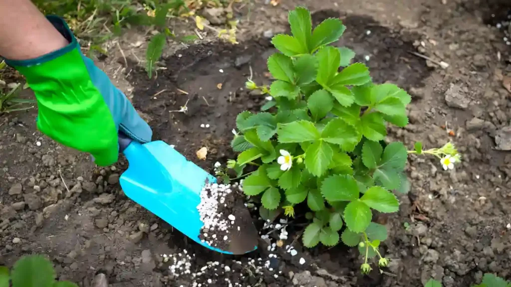 Best fertilizer