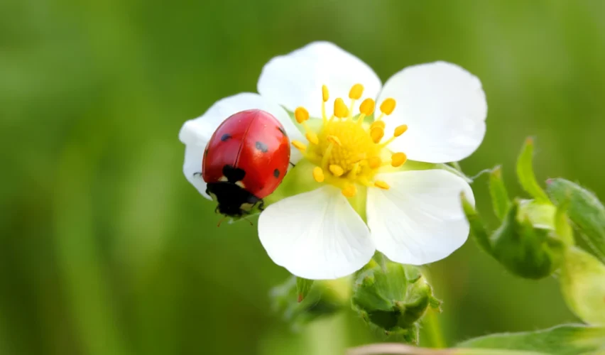 Insects