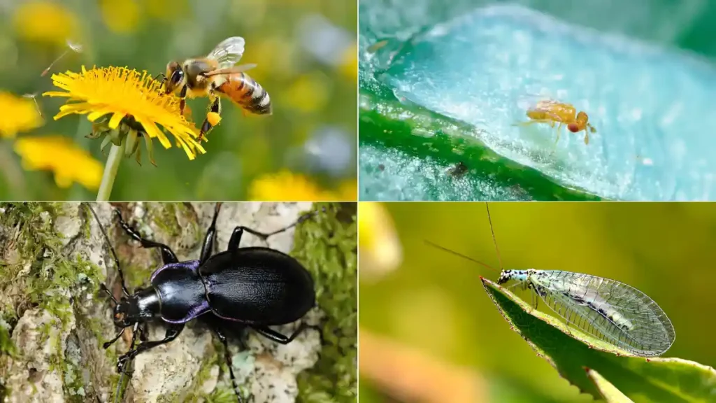 Insects name
