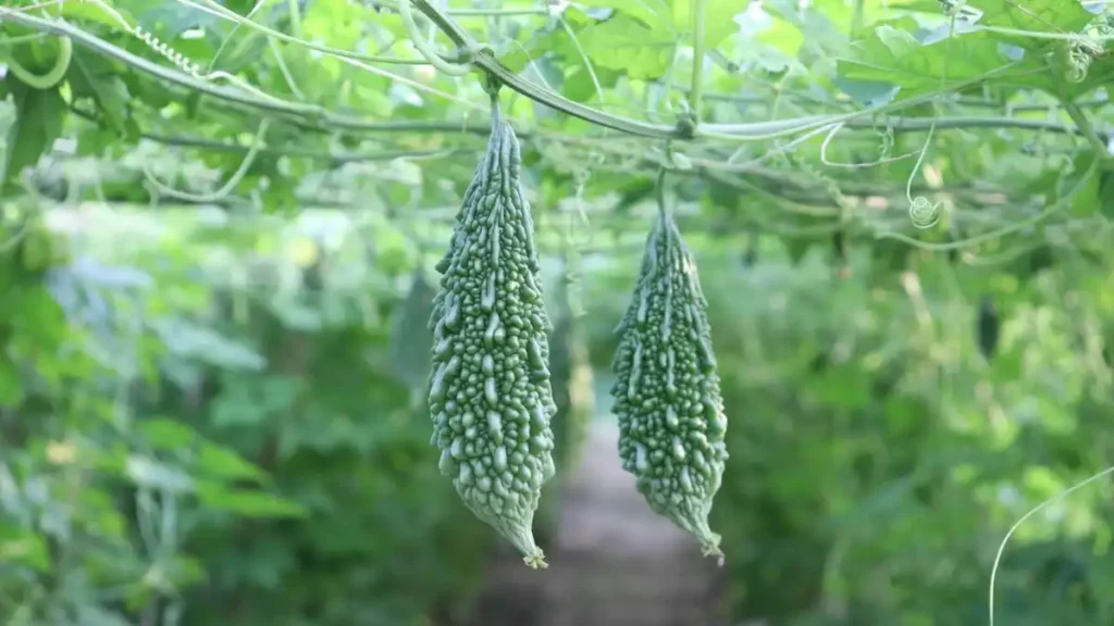 Bitter gourd cultivation