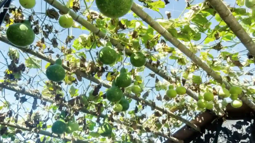 Bottle gourd