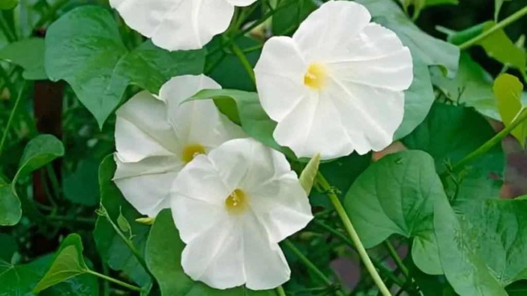 Garden poisonous plants