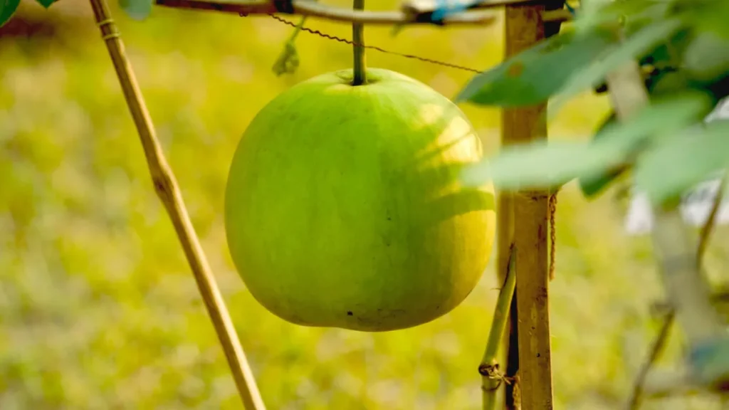 Gourd in Bengali