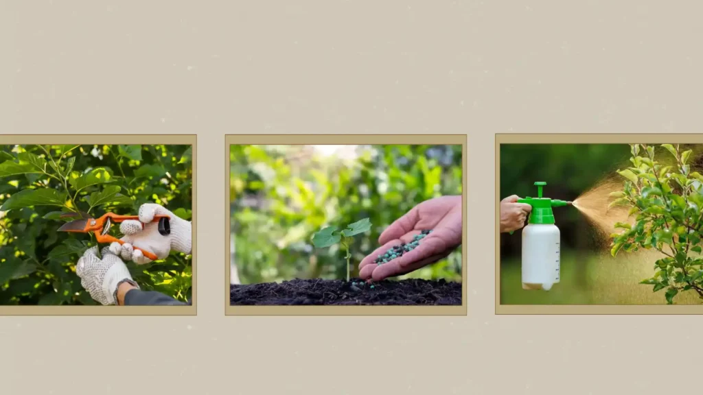 How to protect trees in summer