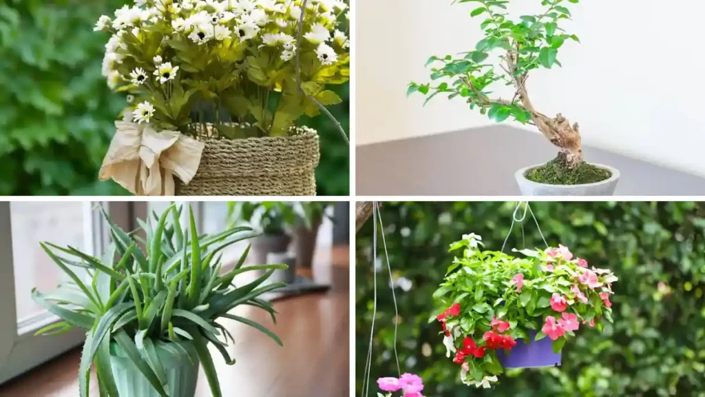 Indoor plant decor ideas