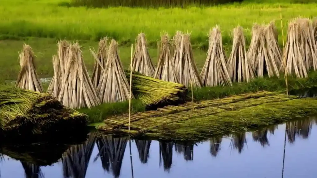 Jute cultivation