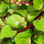 Malabar spinach