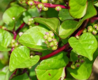 Malabar spinach