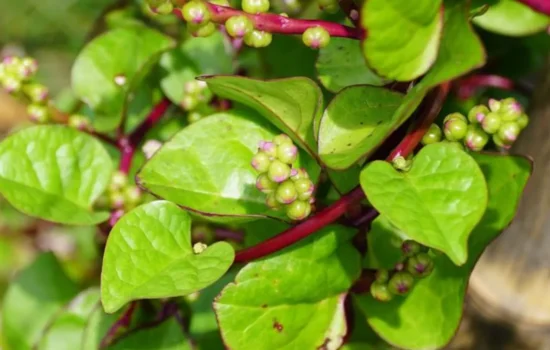 Malabar spinach