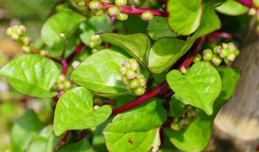 Malabar spinach