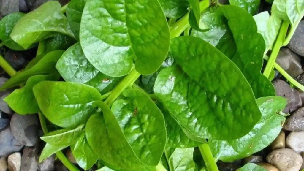 Malabar spinach benefits
