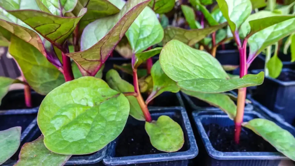Malabar spinach plant