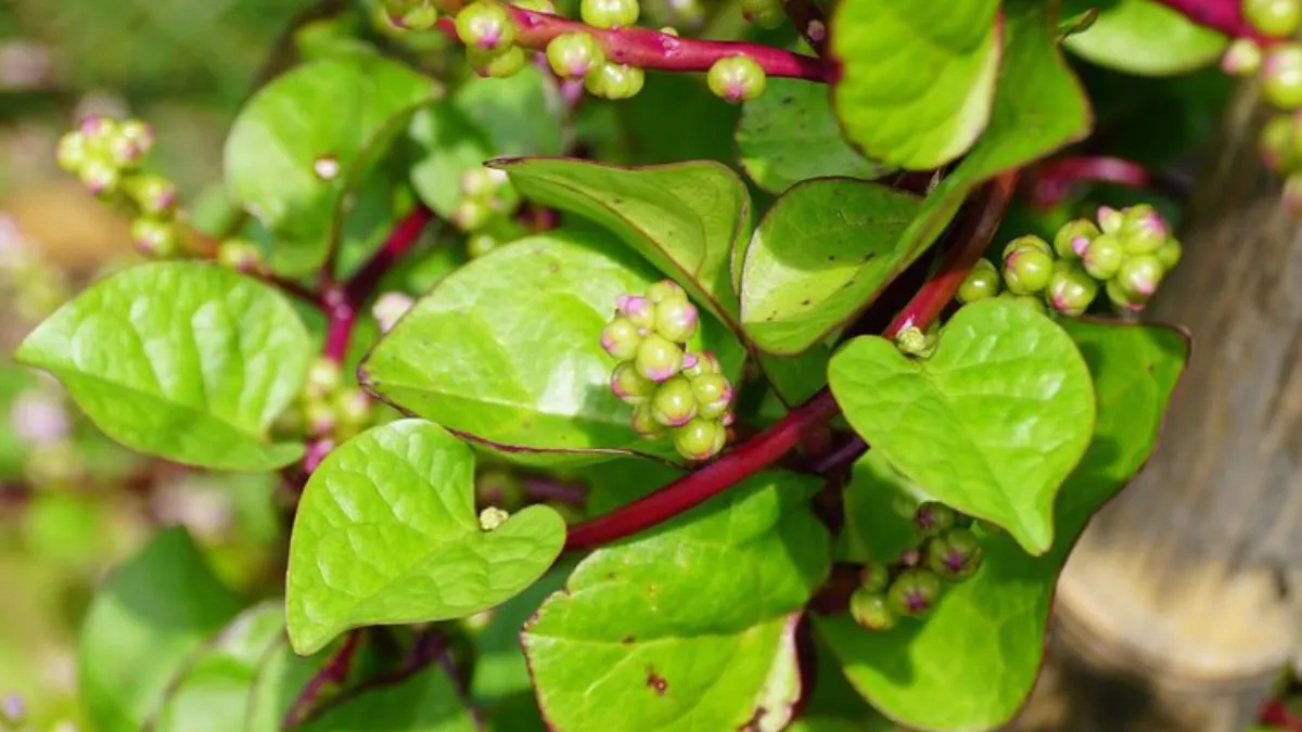 Malabar spinach