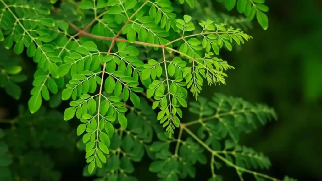 Moringa tree