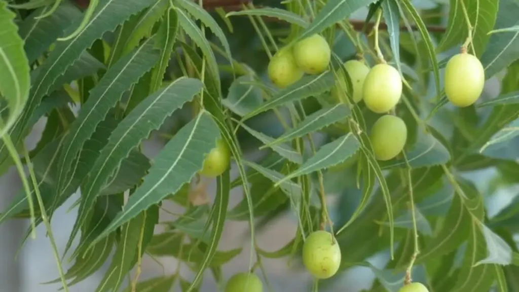 Neem leaves