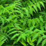 Neem tree
