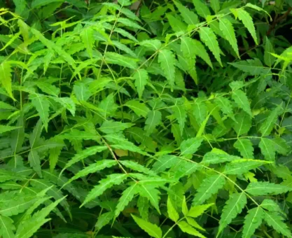 Neem tree