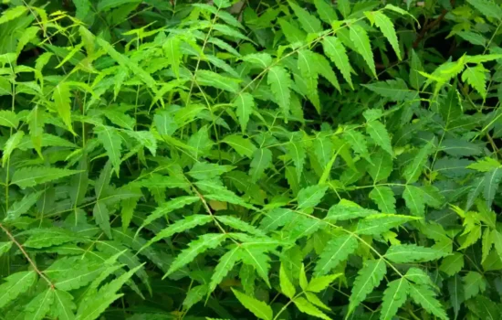 Neem tree