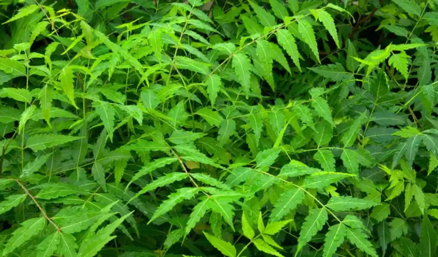 Neem tree