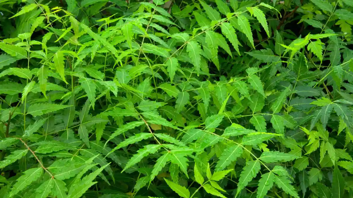 Neem tree