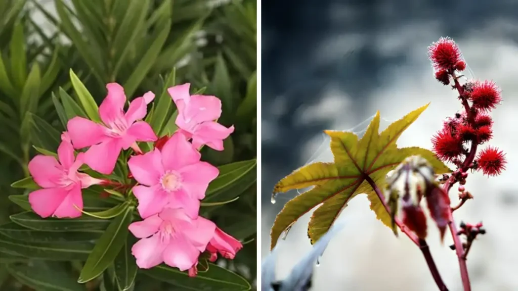 Poisonous plants in India