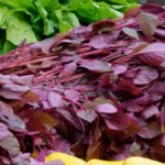 Red amaranth